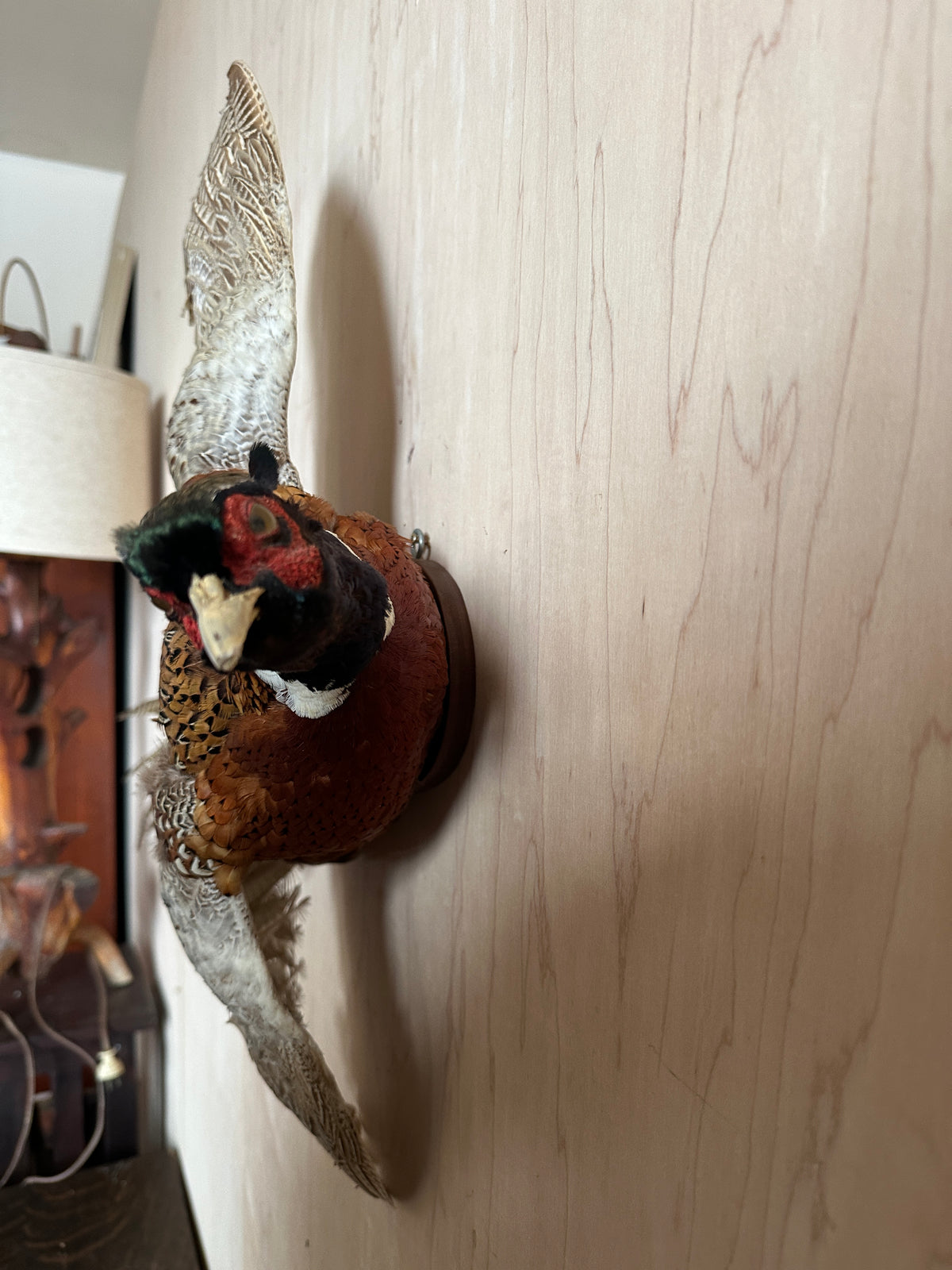 Ring Neck Pheasant Taxidermy