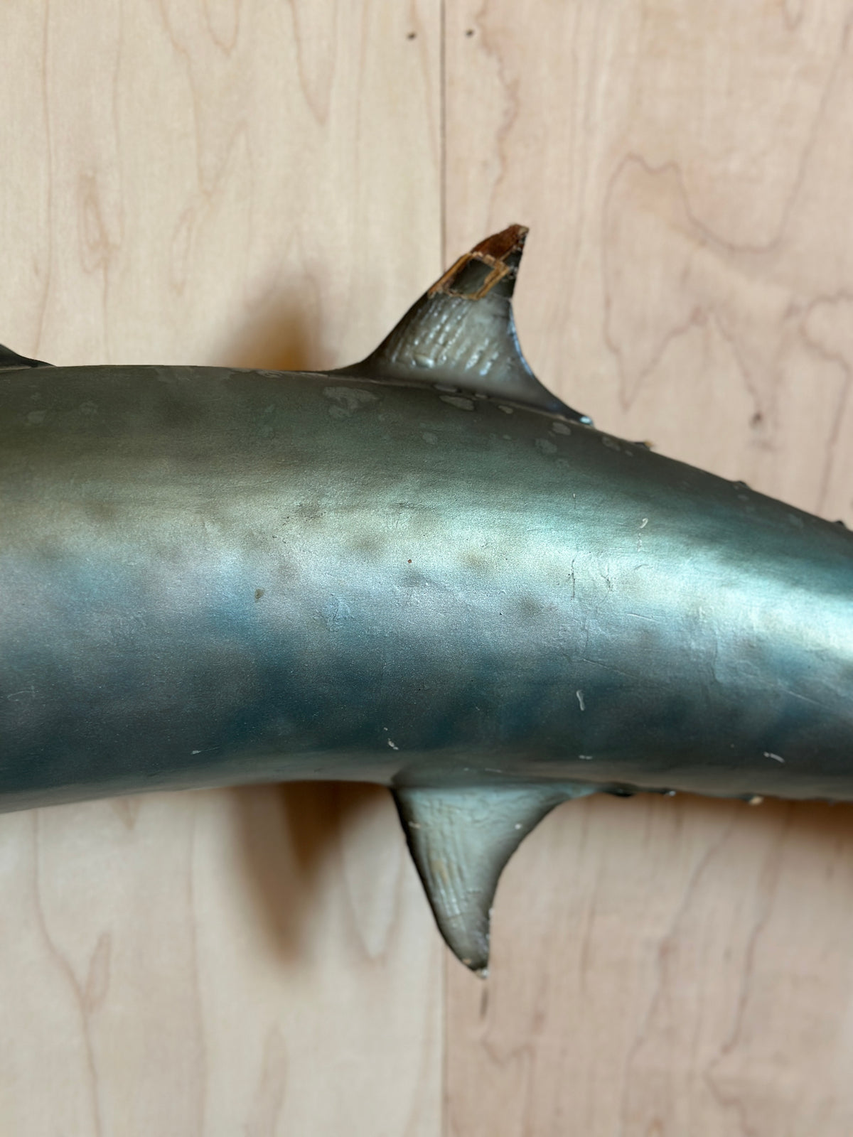 Kingfish Mount