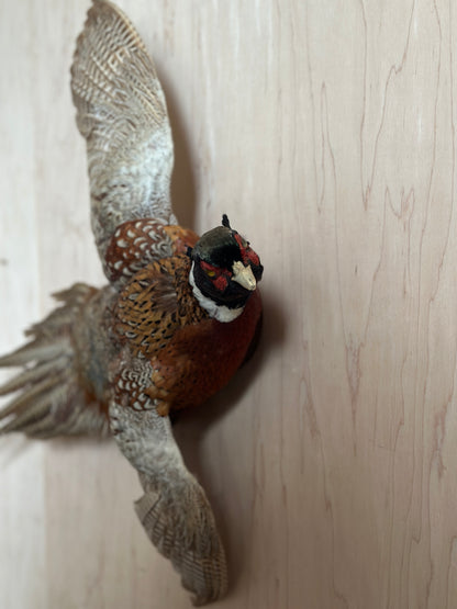 Ring Neck Pheasant Taxidermy