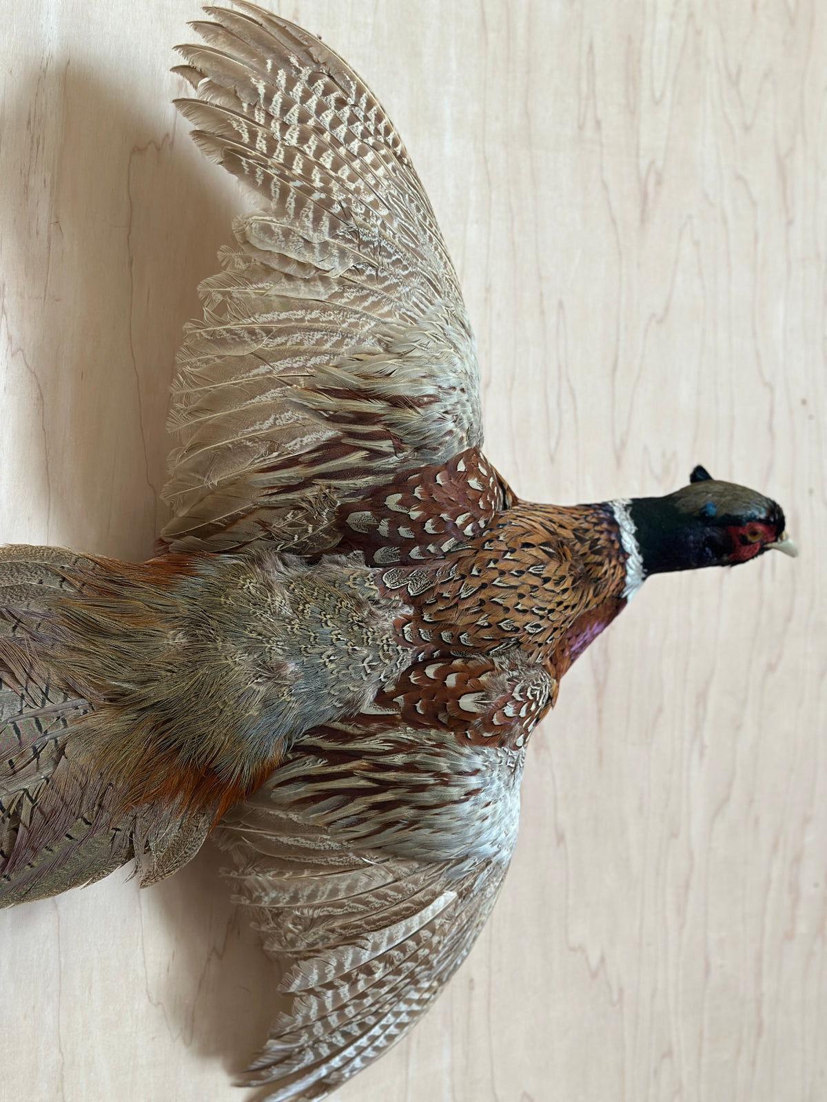 Ring Neck Pheasant Taxidermy